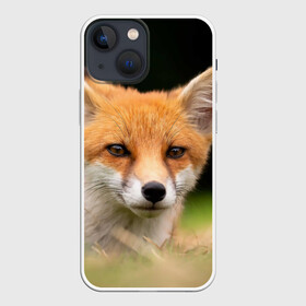 Чехол для iPhone 13 mini с принтом Мордочка лисицы ,  |  | fox | foxy | животное | звери | лиса | лисенок | лисичка | милая | рыжая | фокс