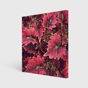 Холст квадратный с принтом Красные листья , 100% ПВХ |  | алый | красные листья | листопад | листья | осень | пурпурный | растение | текстуры | узор | экзотически растения
