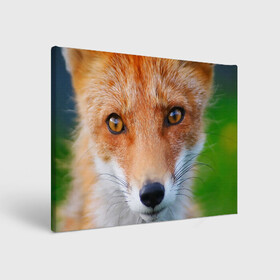 Холст прямоугольный с принтом Крупно мордочка лисы , 100% ПВХ |  | Тематика изображения на принте: fox | foxy | животное | звери | лиса | лисенок | лисичка | милая | рыжая | фокс