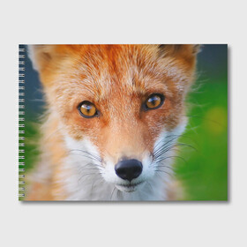 Альбом для рисования с принтом Крупно мордочка лисы , 100% бумага
 | матовая бумага, плотность 200 мг. | Тематика изображения на принте: fox | foxy | животное | звери | лиса | лисенок | лисичка | милая | рыжая | фокс