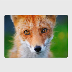 Магнитный плакат 3Х2 с принтом Крупно мордочка лисы , Полимерный материал с магнитным слоем | 6 деталей размером 9*9 см | fox | foxy | животное | звери | лиса | лисенок | лисичка | милая | рыжая | фокс