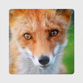 Магнит виниловый Квадрат с принтом Крупно мордочка лисы , полимерный материал с магнитным слоем | размер 9*9 см, закругленные углы | Тематика изображения на принте: fox | foxy | животное | звери | лиса | лисенок | лисичка | милая | рыжая | фокс
