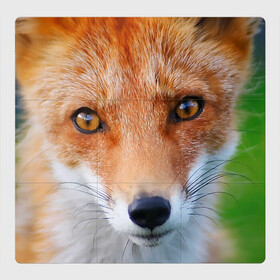 Магнитный плакат 3Х3 с принтом Крупно мордочка лисы , Полимерный материал с магнитным слоем | 9 деталей размером 9*9 см | fox | foxy | животное | звери | лиса | лисенок | лисичка | милая | рыжая | фокс