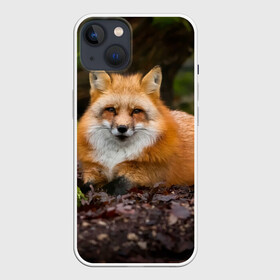Чехол для iPhone 13 с принтом Взрослый строгий лис ,  |  | fox | foxy | животное | звери | лиса | лисенок | лисичка | милая | рыжая | фокс