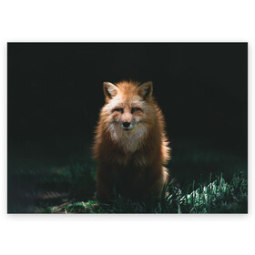 Поздравительная открытка с принтом Хитрый Лис , 100% бумага | плотность бумаги 280 г/м2, матовая, на обратной стороне линовка и место для марки
 | animals | beast | forest | fox | nature | orange | predator | red | животные | зверь | лес | лис | лиса | лисица | лисичка | природа | рыжая | рыжий | фыр | хитрый | хищник