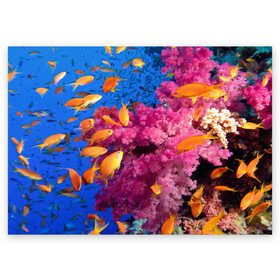 Поздравительная открытка с принтом Коралловые рыбки , 100% бумага | плотность бумаги 280 г/м2, матовая, на обратной стороне линовка и место для марки
 | коралловые | море | океан | подводный мир | рифы | рыбки | рыбы