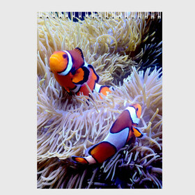 Скетчбук с принтом Клоуны в актинии , 100% бумага
 | 48 листов, плотность листов — 100 г/м2, плотность картонной обложки — 250 г/м2. Листы скреплены сверху удобной пружинной спиралью | Тематика изображения на принте: актиния | клоуны | коралловые | море | подводный мир | рыбки