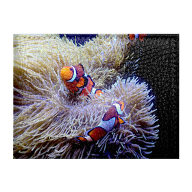 Обложка для студенческого билета с принтом Клоуны в актинии , натуральная кожа | Размер: 11*8 см; Печать на всей внешней стороне | актиния | клоуны | коралловые | море | подводный мир | рыбки