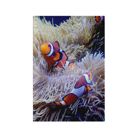 Обложка для паспорта матовая кожа с принтом Клоуны в актинии , натуральная матовая кожа | размер 19,3 х 13,7 см; прозрачные пластиковые крепления | актиния | клоуны | коралловые | море | подводный мир | рыбки