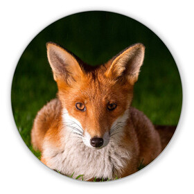 Коврик для мышки круглый с принтом Лисица , резина и полиэстер | круглая форма, изображение наносится на всю лицевую часть | fox | foxy | животное | звери | лиса | лисенок | лисичка | милая | рыжая | фокс