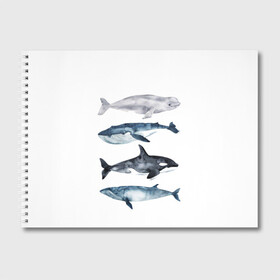 Альбом для рисования с принтом киты , 100% бумага
 | матовая бумага, плотность 200 мг. | ocean | orca | sea | sea animal | whale | белуха | дельфин | касатка | кит | море | океан | рисунок кита | синий кит