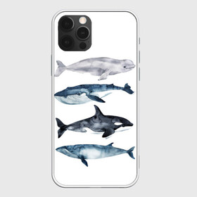 Чехол для iPhone 12 Pro с принтом киты , силикон | область печати: задняя сторона чехла, без боковых панелей | ocean | orca | sea | sea animal | whale | белуха | дельфин | касатка | кит | море | океан | рисунок кита | синий кит