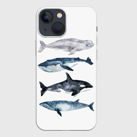 Чехол для iPhone 13 mini с принтом киты ,  |  | ocean | orca | sea | sea animal | whale | белуха | дельфин | касатка | кит | море | океан | рисунок кита | синий кит