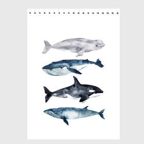 Скетчбук с принтом киты , 100% бумага
 | 48 листов, плотность листов — 100 г/м2, плотность картонной обложки — 250 г/м2. Листы скреплены сверху удобной пружинной спиралью | Тематика изображения на принте: ocean | orca | sea | sea animal | whale | белуха | дельфин | касатка | кит | море | океан | рисунок кита | синий кит
