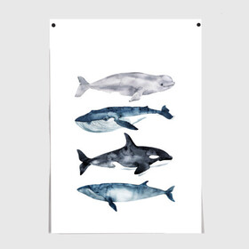 Постер с принтом киты , 100% бумага
 | бумага, плотность 150 мг. Матовая, но за счет высокого коэффициента гладкости имеет небольшой блеск и дает на свету блики, но в отличии от глянцевой бумаги не покрыта лаком | ocean | orca | sea | sea animal | whale | белуха | дельфин | касатка | кит | море | океан | рисунок кита | синий кит