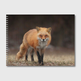 Альбом для рисования с принтом Хитрая лисица , 100% бумага
 | матовая бумага, плотность 200 мг. | Тематика изображения на принте: fox | foxy | животное | звери | лиса | лисенок | лисичка | милая | рыжая | фокс