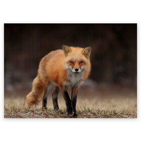 Поздравительная открытка с принтом Хитрая лисица , 100% бумага | плотность бумаги 280 г/м2, матовая, на обратной стороне линовка и место для марки
 | Тематика изображения на принте: fox | foxy | животное | звери | лиса | лисенок | лисичка | милая | рыжая | фокс