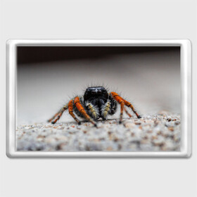 Магнит 45*70 с принтом Паук , Пластик | Размер: 78*52 мм; Размер печати: 70*45 | живность | животное | животные | насекомое | насекомые | паук | пауки | паучки | паучок