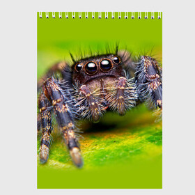 Скетчбук с принтом ПАУК МАКРО , 100% бумага
 | 48 листов, плотность листов — 100 г/м2, плотность картонной обложки — 250 г/м2. Листы скреплены сверху удобной пружинной спиралью | tegunvteg | глаза | животные | макро | насекомые | паук | природа