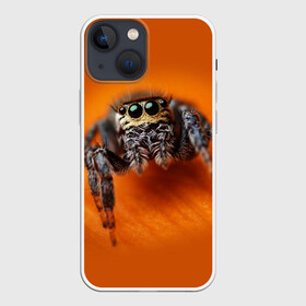 Чехол для iPhone 13 mini с принтом ПАУК  SPIDER ,  |  | tegunvteg | глаза | животные | макро | насекомые | паук | природа