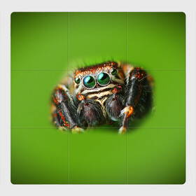 Магнитный плакат 3Х3 с принтом ПАУК ВБЛИЗИ , Полимерный материал с магнитным слоем | 9 деталей размером 9*9 см | Тематика изображения на принте: tegunvteg | глаза | животные | макро | насекомые | паук | природа