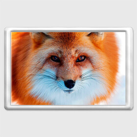 Магнит 45*70 с принтом Мордочка лисы , Пластик | Размер: 78*52 мм; Размер печати: 70*45 | fox | foxy | животное | звери | лиса | лисенок | лисичка | милая | рыжая | фокс