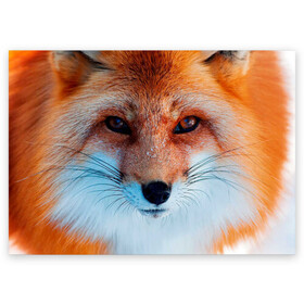 Поздравительная открытка с принтом Мордочка лисы , 100% бумага | плотность бумаги 280 г/м2, матовая, на обратной стороне линовка и место для марки
 | Тематика изображения на принте: fox | foxy | животное | звери | лиса | лисенок | лисичка | милая | рыжая | фокс