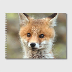 Альбом для рисования с принтом Миленький лисенок , 100% бумага
 | матовая бумага, плотность 200 мг. | Тематика изображения на принте: fox | foxy | животное | звери | лиса | лисенок | лисичка | милая | рыжая | фокс