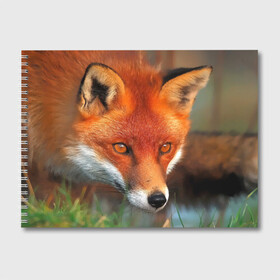 Альбом для рисования с принтом Лисица охотница , 100% бумага
 | матовая бумага, плотность 200 мг. | fox | foxy | животное | звери | лиса | лисенок | лисичка | милая | рыжая | фокс