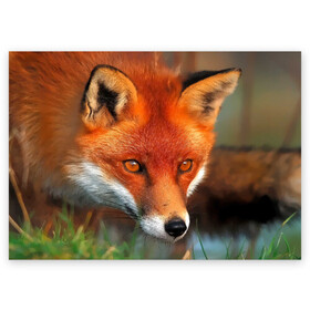 Поздравительная открытка с принтом Лисица охотница , 100% бумага | плотность бумаги 280 г/м2, матовая, на обратной стороне линовка и место для марки
 | fox | foxy | животное | звери | лиса | лисенок | лисичка | милая | рыжая | фокс