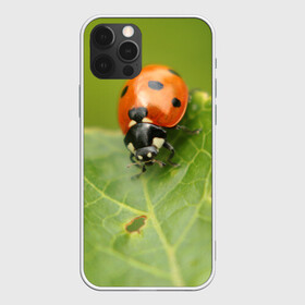 Чехол для iPhone 12 Pro Max с принтом Божья коровка , Силикон |  | божья | жук | жуки | жучки | жучок | зелень | коровка | лист | листок | листья | насекомое | насекомые | природа | пятнистые | пятнистый | растение | растения | фауна | флора