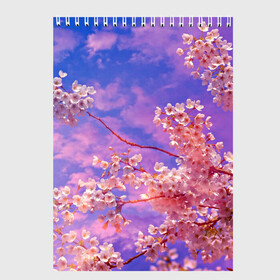 Скетчбук с принтом Сакура , 100% бумага
 | 48 листов, плотность листов — 100 г/м2, плотность картонной обложки — 250 г/м2. Листы скреплены сверху удобной пружинной спиралью | весна | дерево | деревья | лепестки | лес | лето | листья | май | на каждый день | небо | облака | осень | поле | розовый цветок | сакура | солнце | тропики | флора | цветок | цветочки | цветы