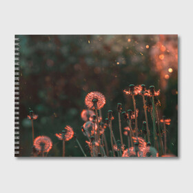 Альбом для рисования с принтом Одуванчик , 100% бумага
 | матовая бумага, плотность 200 мг. | Тематика изображения на принте: весна | деревья | красный цветок | лепестки | лес | лето | листья | май | на каждый день | одуванчик | осень | поле | ромашка | солнце | тропики | флора | цветок | цветочки | цветы