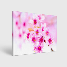 Холст прямоугольный с принтом Весеннее цветение вишни , 100% ПВХ |  | Тематика изображения на принте: бутоны | весна | девушкам | красивые | розовые | сакура | цветение | цветы | яблоня