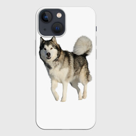 Чехол для iPhone 13 mini с принтом маламут Аляска ,  |  | Тематика изображения на принте: аляска | аляскинский маамут | маламут | маламутик | собака | собаки
