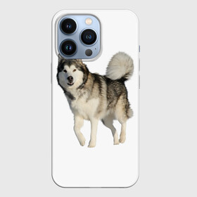 Чехол для iPhone 13 Pro с принтом маламут Аляска ,  |  | Тематика изображения на принте: аляска | аляскинский маамут | маламут | маламутик | собака | собаки