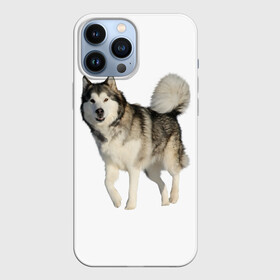 Чехол для iPhone 13 Pro Max с принтом маламут Аляска ,  |  | Тематика изображения на принте: аляска | аляскинский маамут | маламут | маламутик | собака | собаки
