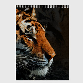 Скетчбук с принтом АМУРСКИЙ ТИГР TIGER , 100% бумага
 | 48 листов, плотность листов — 100 г/м2, плотность картонной обложки — 250 г/м2. Листы скреплены сверху удобной пружинной спиралью | 2022 | amur tiger | beast | fangs | happy new year | merry christmas | new year | predator | snow | stars | stern grin | stern look | winter | year of the tiger | амурский тигр | год тигра | зверь | зима | клыки | новый год | снег | суровый взгл